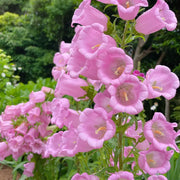 Campanula (Cup-and-Saucer Bellflower) Seeds