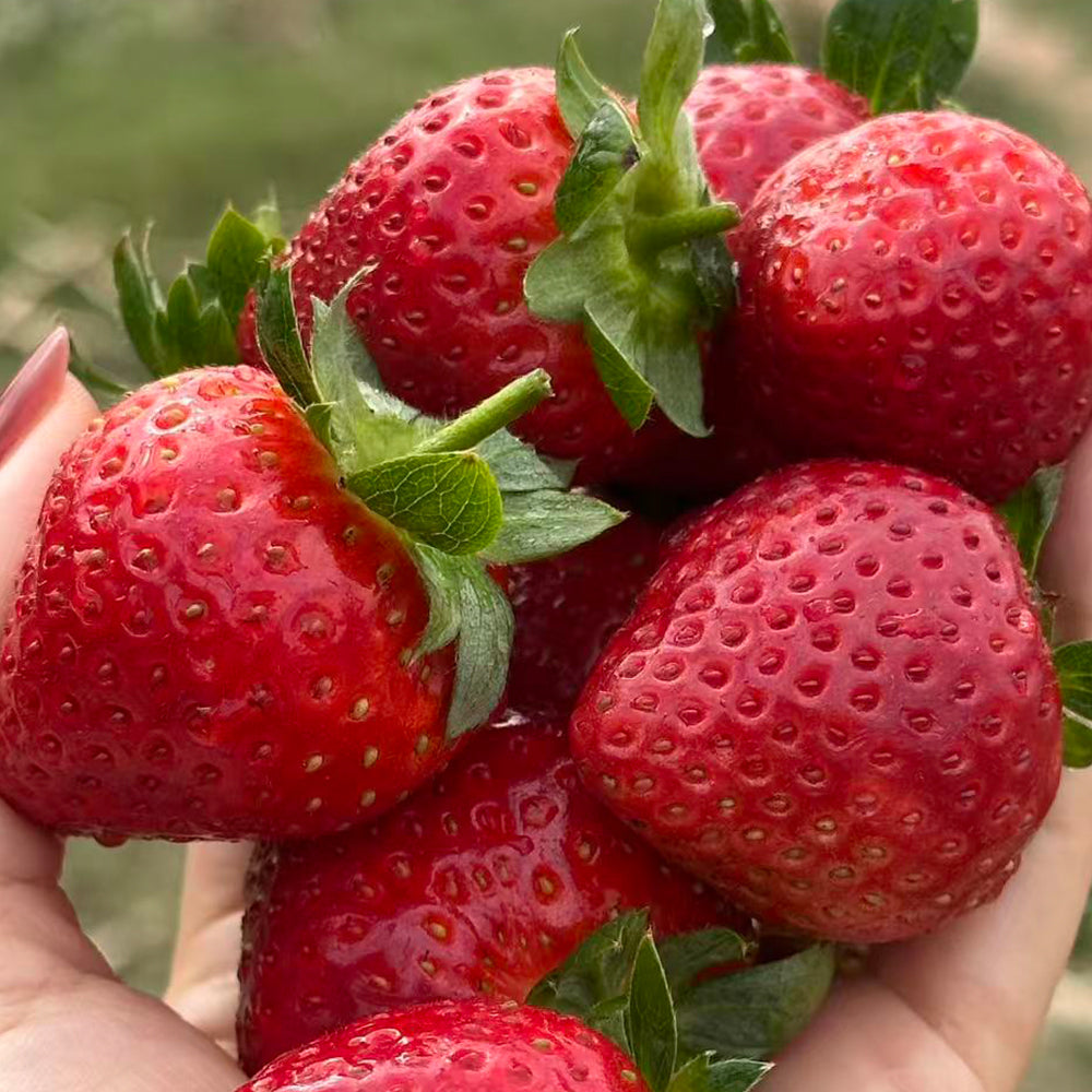 Strawberry Seeds