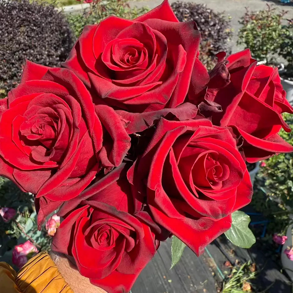 Legend Rose Seeds