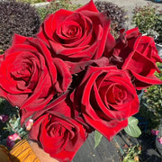 Legend Rose Seeds
