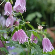 Red Robe Campanula Seeds