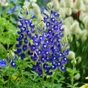 Bluebonnets Seeds