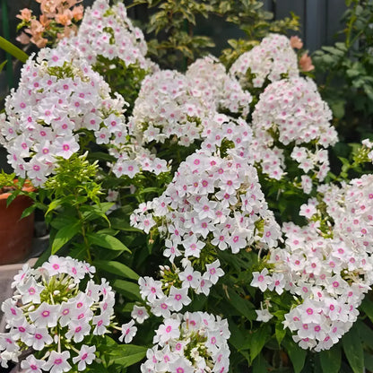 Phlox ‘Miss Holland’&nbsp; Seeds