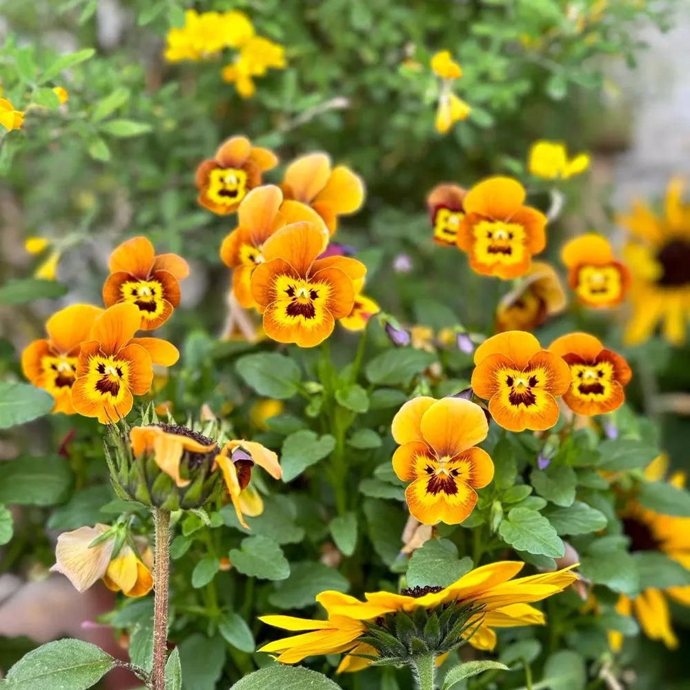Multicolor Pansy Seeds