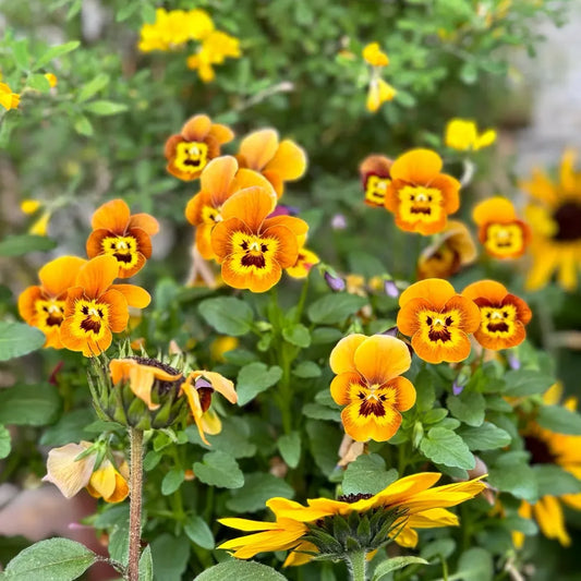 Multicolor Pansy Seeds