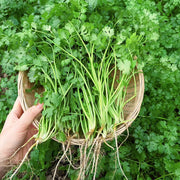 Parsley Seeds