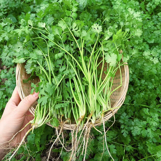 Parsley Seeds