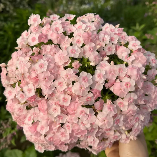 Phlox “Love Letter Series”  Seeds