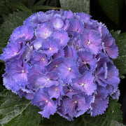 Magic Series Campanula Seeds