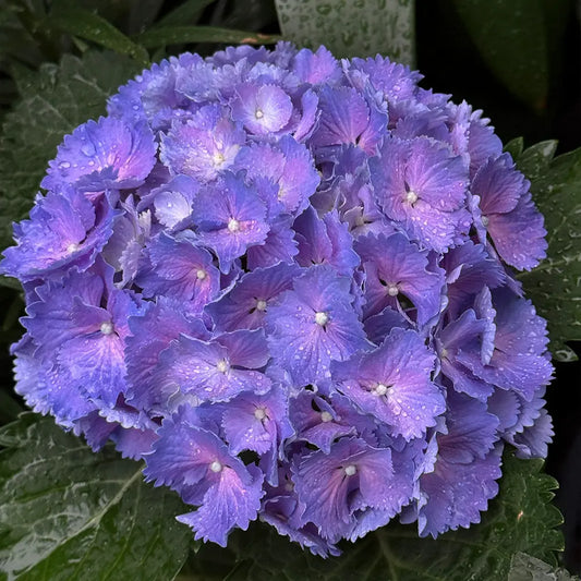 Magic Series Campanula Seeds