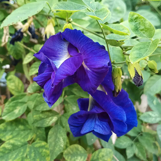 Butterfly Pea Seeds