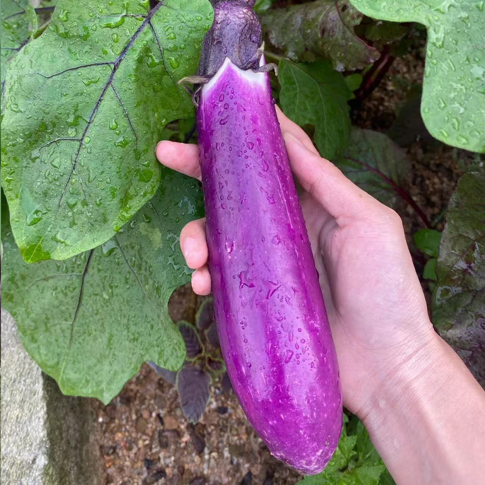 Eggplant Seeds