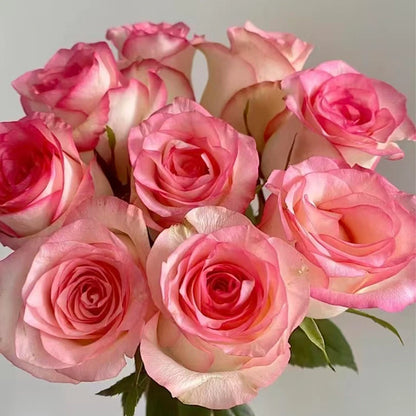 Elsa Rose Seeds