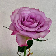 Cold Beauty Rose Seeds