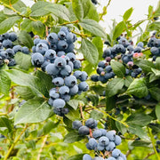 Blueberry Seeds