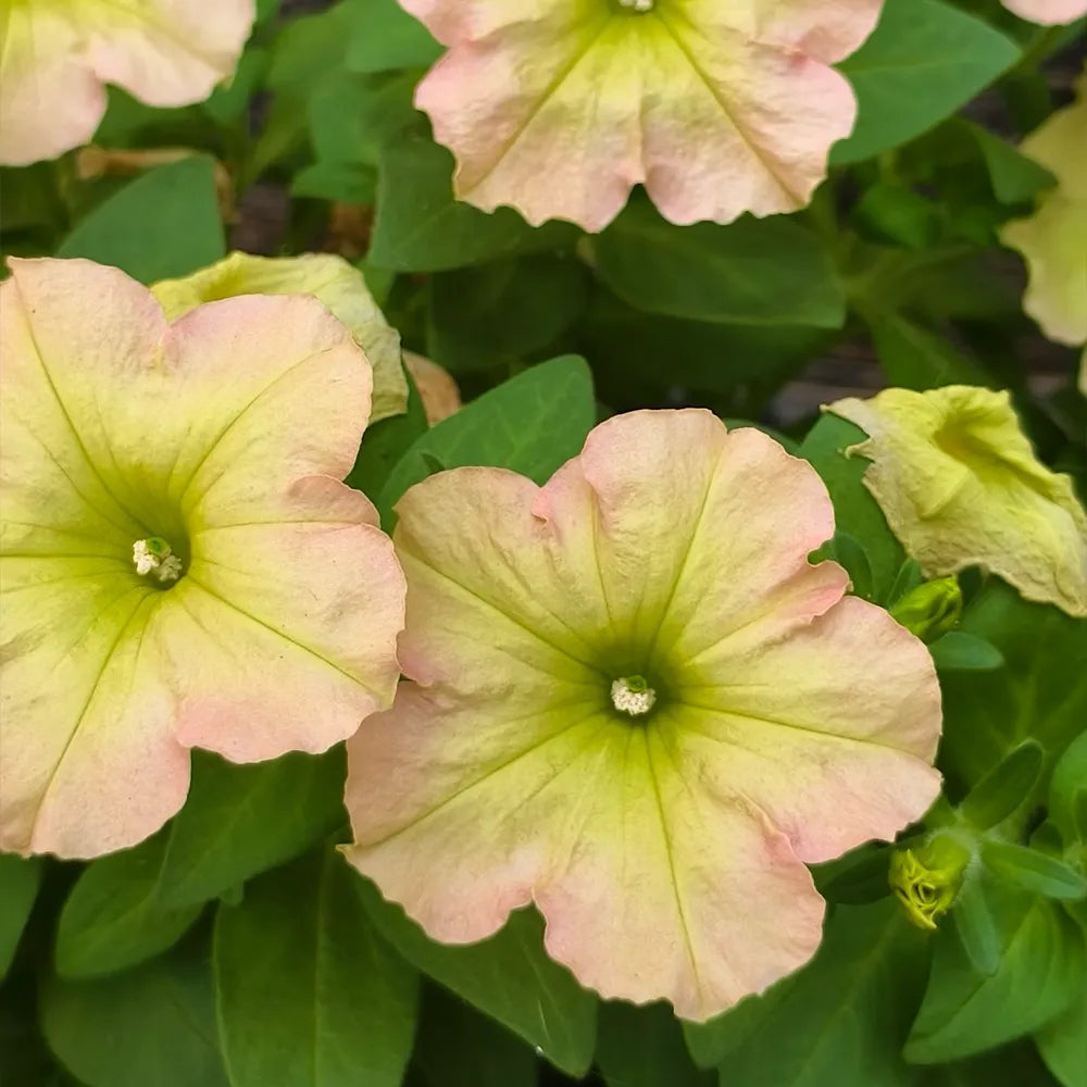 Milkshake-Colored Petunias Seeds