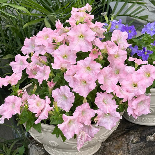 Apple Blossom Petunia Seeds