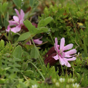 Cushion Catchfly Seeds