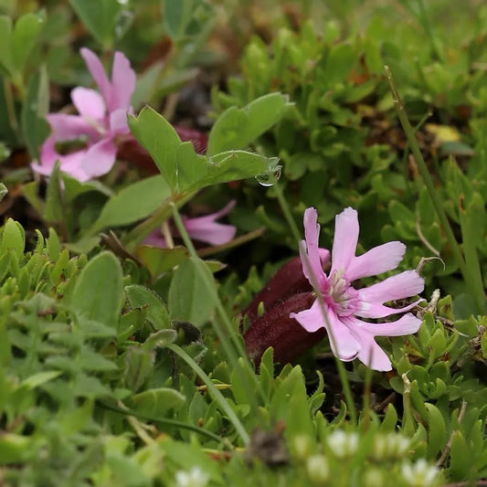 Cushion Catchfly Seeds