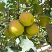 Pear Seeds