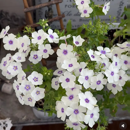 White & Purple Phlox  Seeds