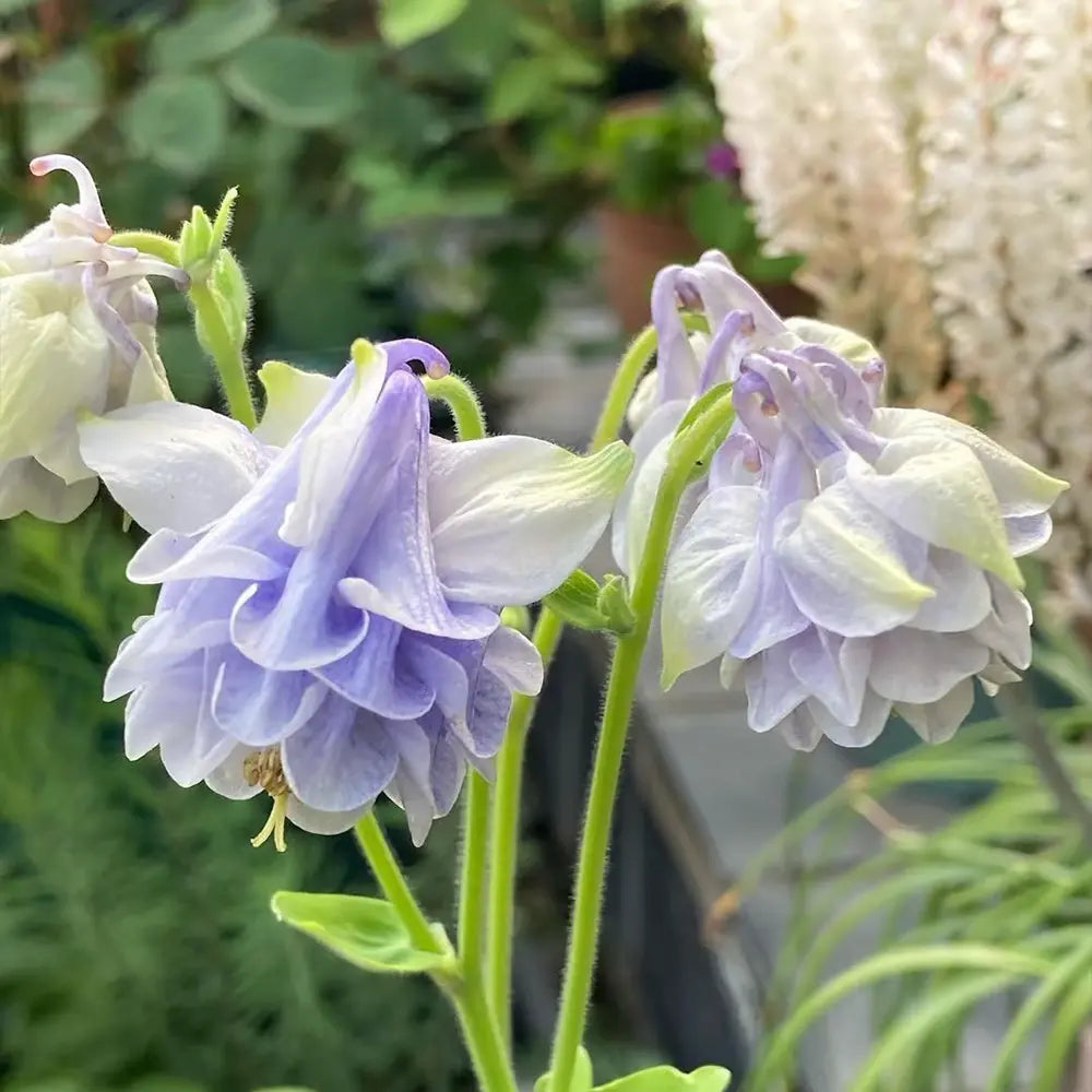 Double Aquilegia ‘Light Blue’ Seeds
