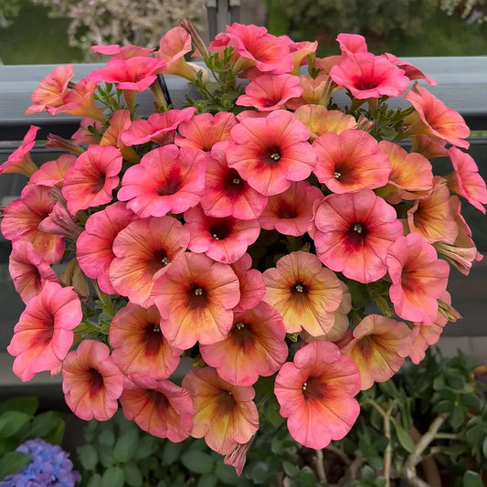 Red Star Guava Petunia Seeds