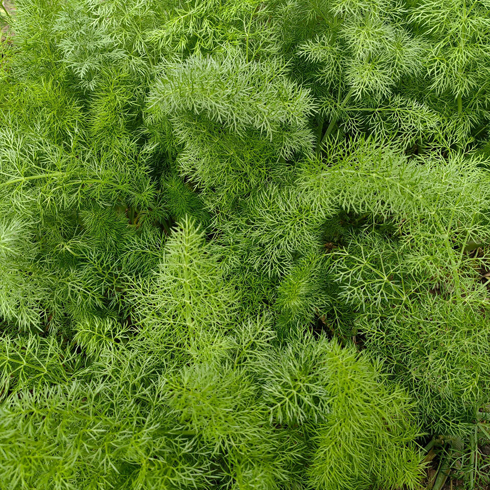 Fennel Seeds