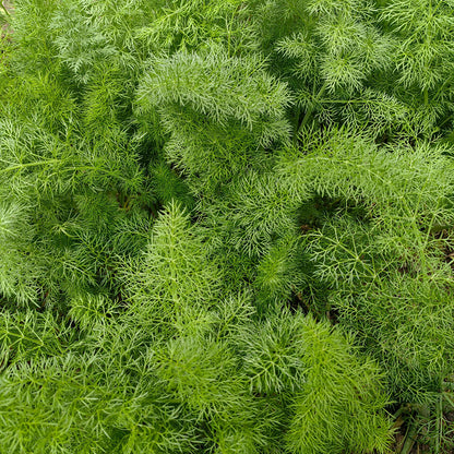 Fennel Seeds