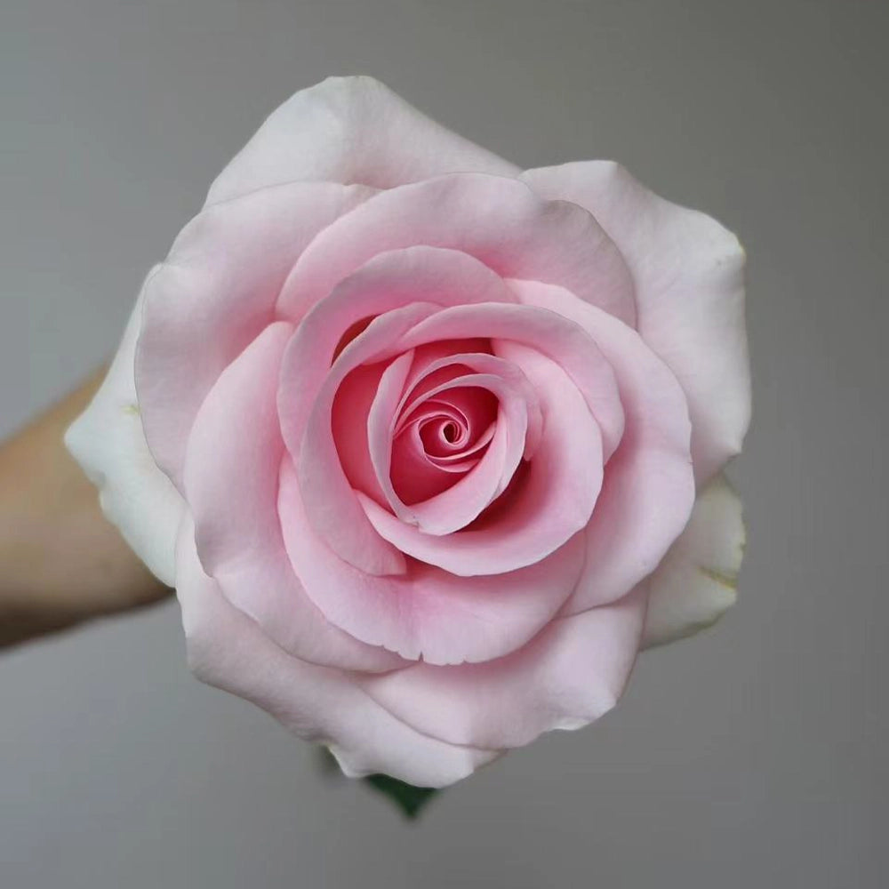 Pink Lady Rose Seeds