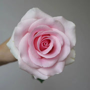 Pink Lady Rose Seeds