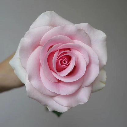 Pink Lady Rose Seeds