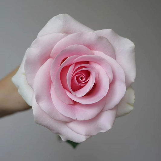 Pink Lady Rose Seeds