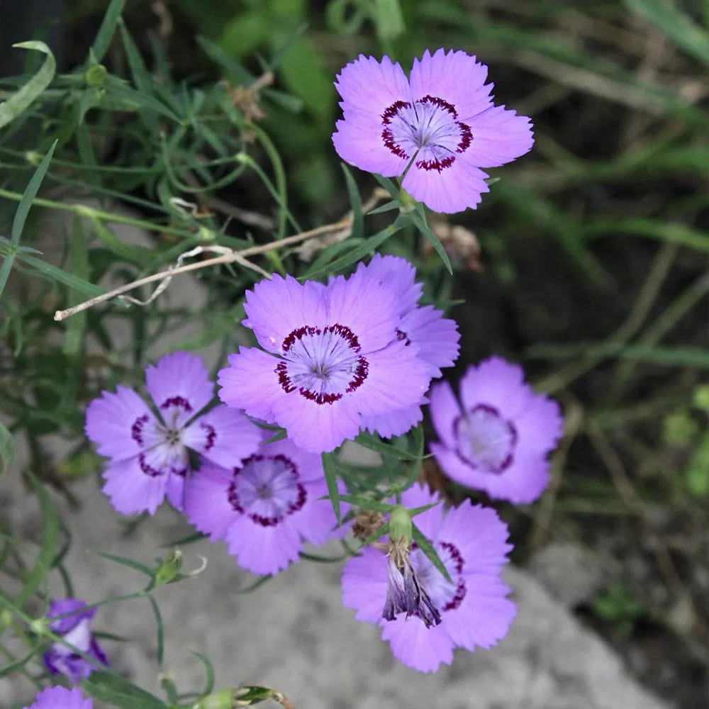 Siberian Blue Dianthus Seeds