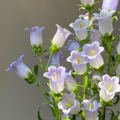 Campanula (Cup-and-Saucer Bellflower) Seeds