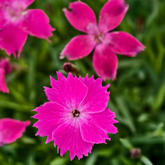 European Dianthus Seeds