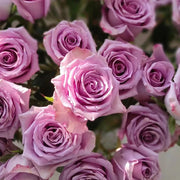 Purple Fairy Rose Seeds