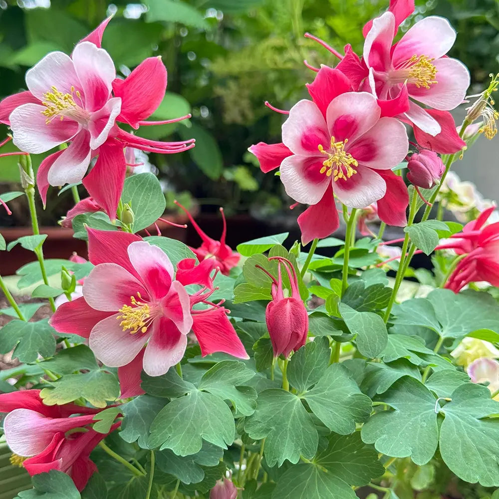 Red & White Aquilegia Seeds