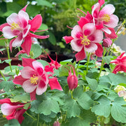 Red & White Aquilegia Seeds