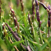 Red Fescue Seeds