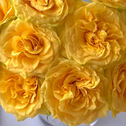 Moon Goddess Rose