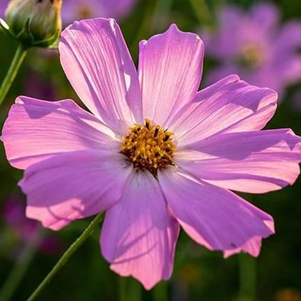 Cosmos Seeds