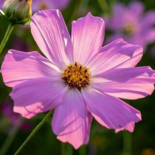 Cosmos Seeds