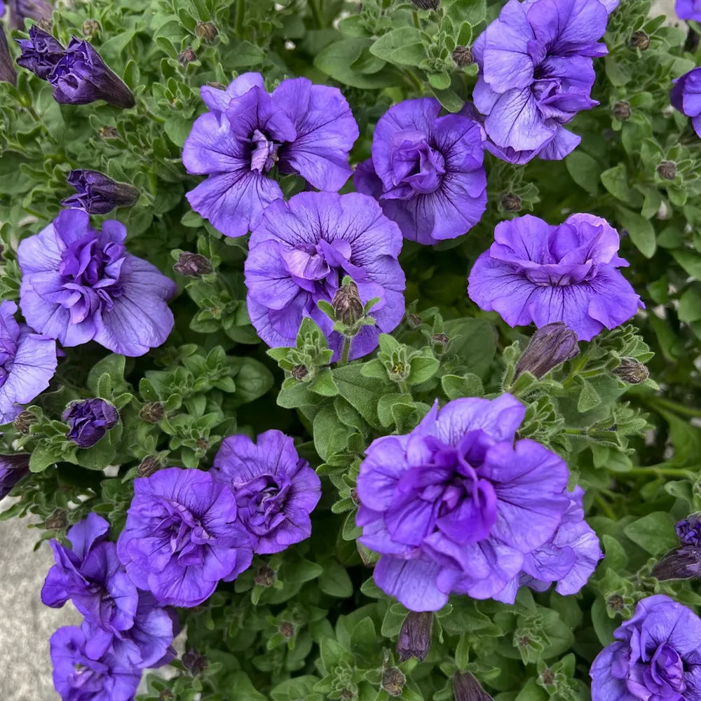 Sofia Petunia Seeds