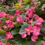 Begonia Seeds