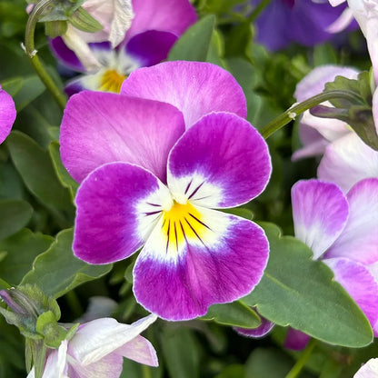 Multicolor Pansy Seeds