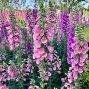 Foxglove Seeds