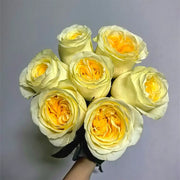 Cream Cup Rose Seed