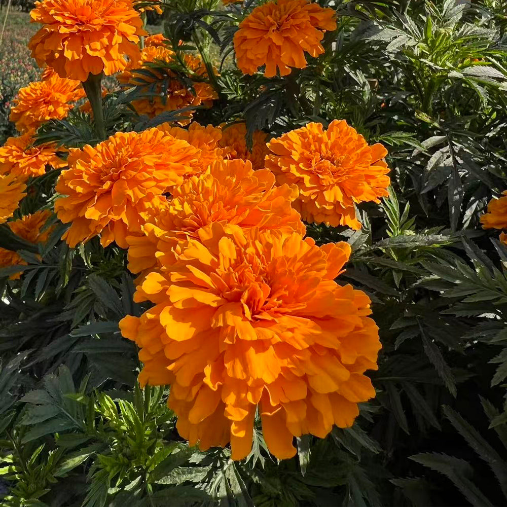 Marigolds Seeds