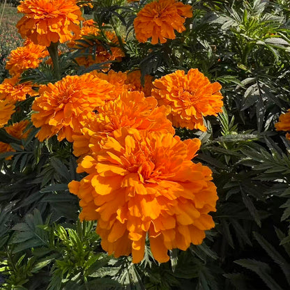 Marigolds Seeds